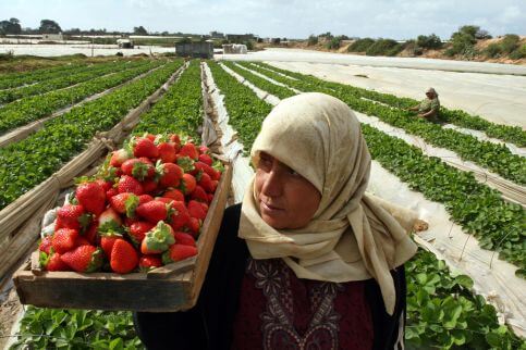 A woman works in a strawberry field in the northern Gaza Strip. (Photo: Wissam Nassar/MaanImages)