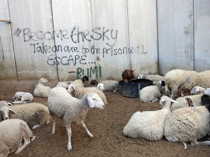 Lambs near the wall in Abu Dis, occupied East Jerusalem. Photo by Tom Suarez