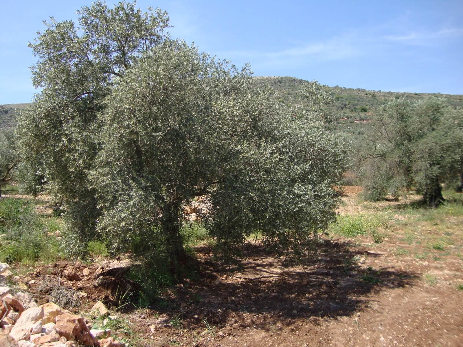 Olive tree in Turmus Aya