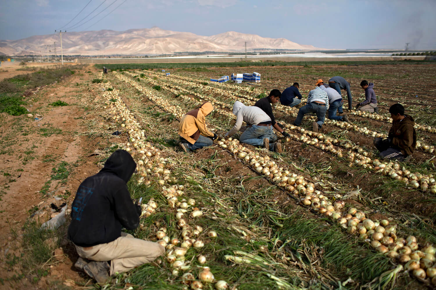 Palestinian workers farm onions in the Israeli agricultural settlement of Tomer in the Jordan Valley, West Bank, January 2015. (Photo: Oded Balilty/AP)