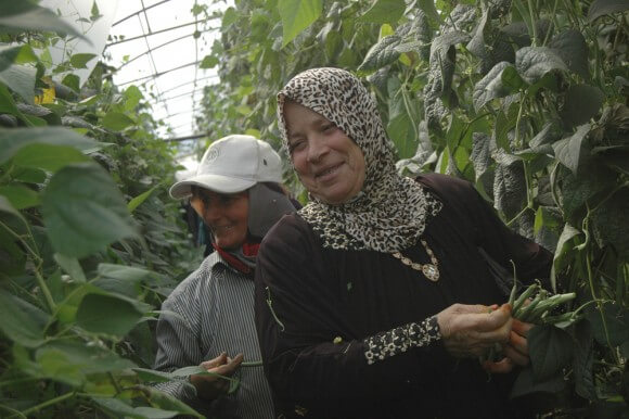 Mona Tneeb (L) picks green beans with a neighbor inside of her greenhouse in Hakoritna Farm, Tulkarm. (Photo: Allison Deger)