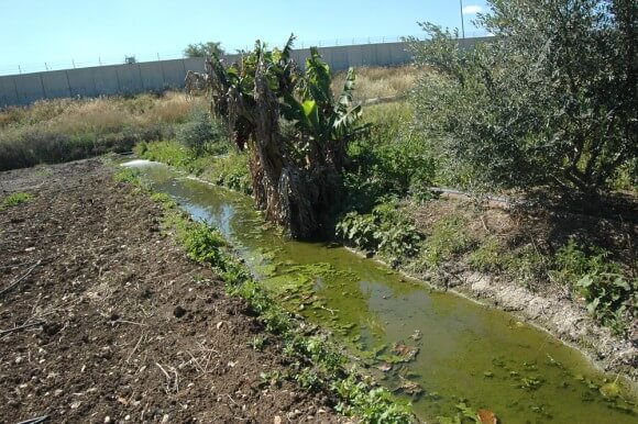 A Banana tree (C) grows next to a waste water stream that flows from Geshuri factory to Israel's separation barrier, in Hakoritna Farm, Tulkarm. (Photo: Allison Deger)