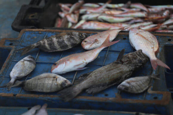 Gaza fish market. (Photo: Mohammed Assad)