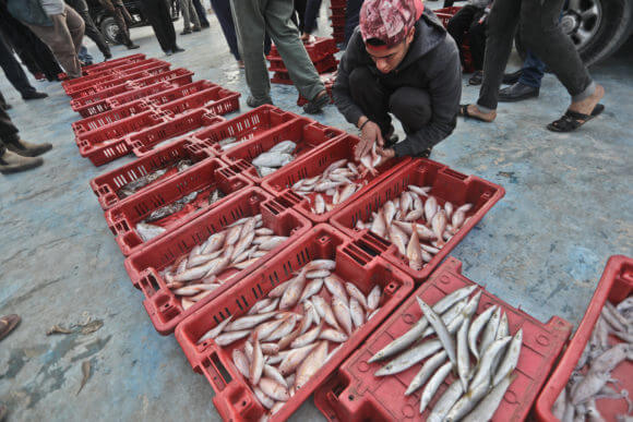 Gaza fish market. (Photo: Mohammed Assad)