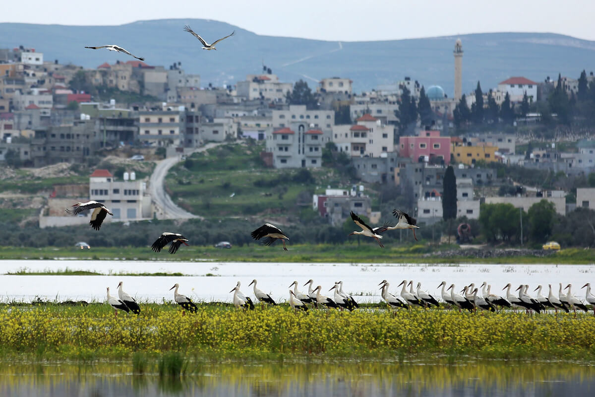 White stork birds flying in the West Bank city of Jenin, on March 13, 2019. According to the recent IPBES Global Assessment, close to 20 percent of all bird species on Earth are at threat of extinction. (Photo: Shadi Jarar'ah/APA Images)