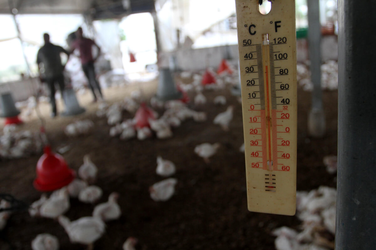 A Palestinian poultry farmer inspects dead chickens at his farm in the central Gaza Strip, June 04, 2014. Gaza's agricultural sector suffered devastating losses during a heat wave that hit Gaza Strip.