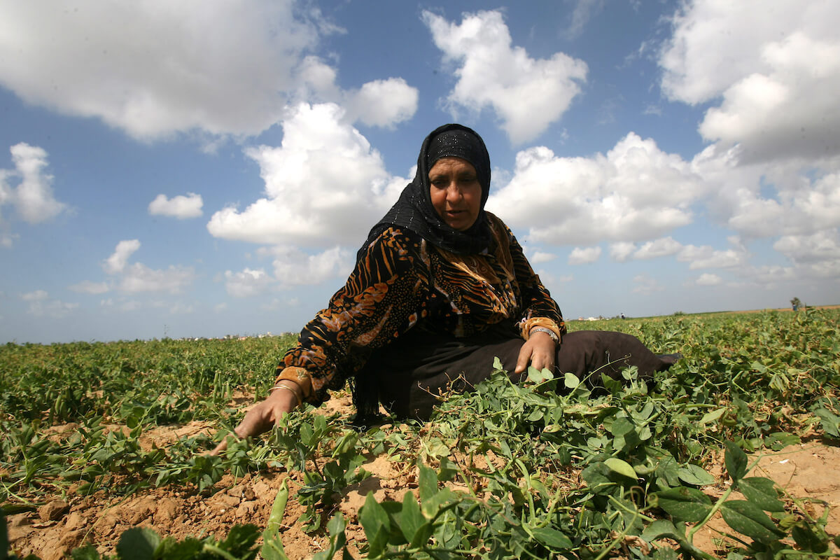 A Palestinian woman harvests a pea crop at a farm in Khan Younis in the southern Gaza Strip March 5, 2013. (Photo: Eyad Al Baba/APA Images)