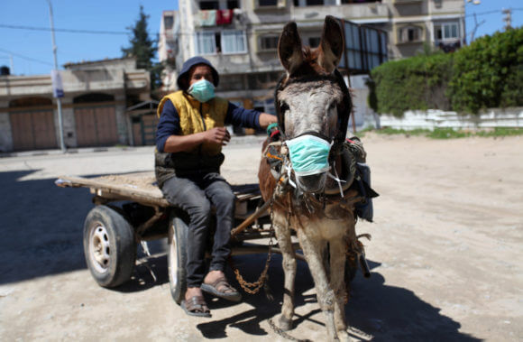A Palestinian man wearing a protective face mask rides a donkey cart in Gaza City early on March 22, 2020. (Photo: Mahmoud Ajjour/APA Images)