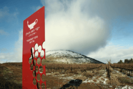 The Golan Heights Winery vineyard experiences its first winter snow on January 17, 2019 near Kibbutz El Rom in the Golan Heights. (Photo: David Silverman/Getty Images)