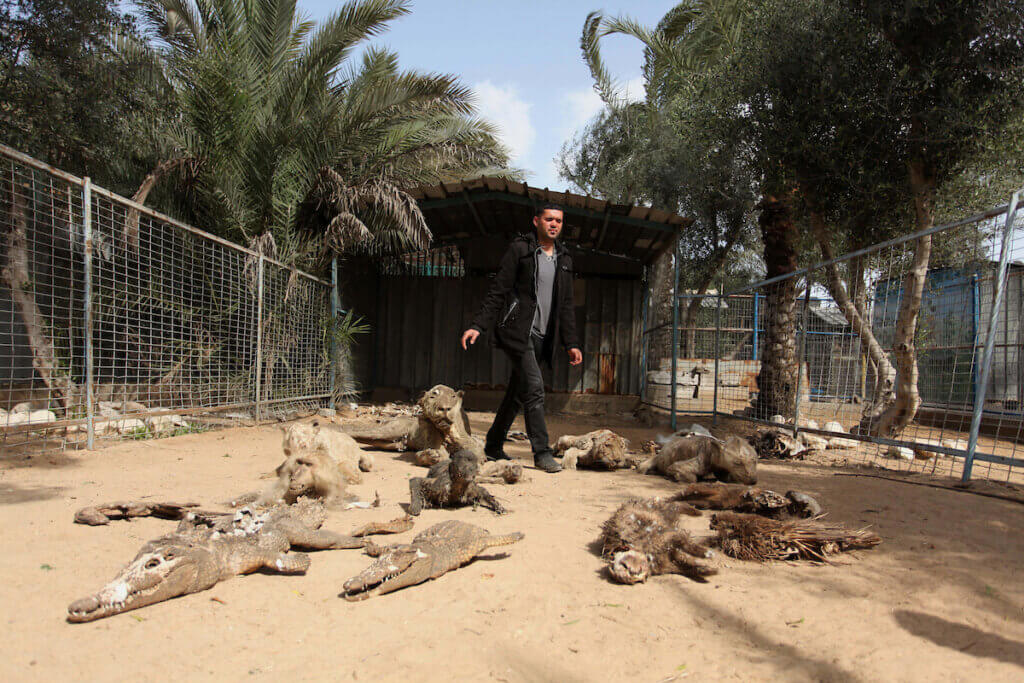 Palestinian Mohammad Oweida, a zoo owner, shows taxidermy animals that died during the 2014 war in Khan Younis in the southern Gaza Strip on March 14, 2016. (Photo: Ashraf Amra/APA Images)