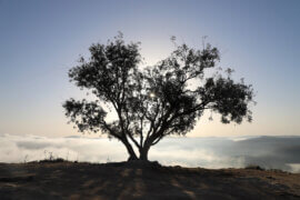Morning fog covers the landscape in the town of al-Lubban al-Sharqiya near the West Bank city of Nablus, August 30, 2021. (Photo: Wajed Nobani/APA Images)