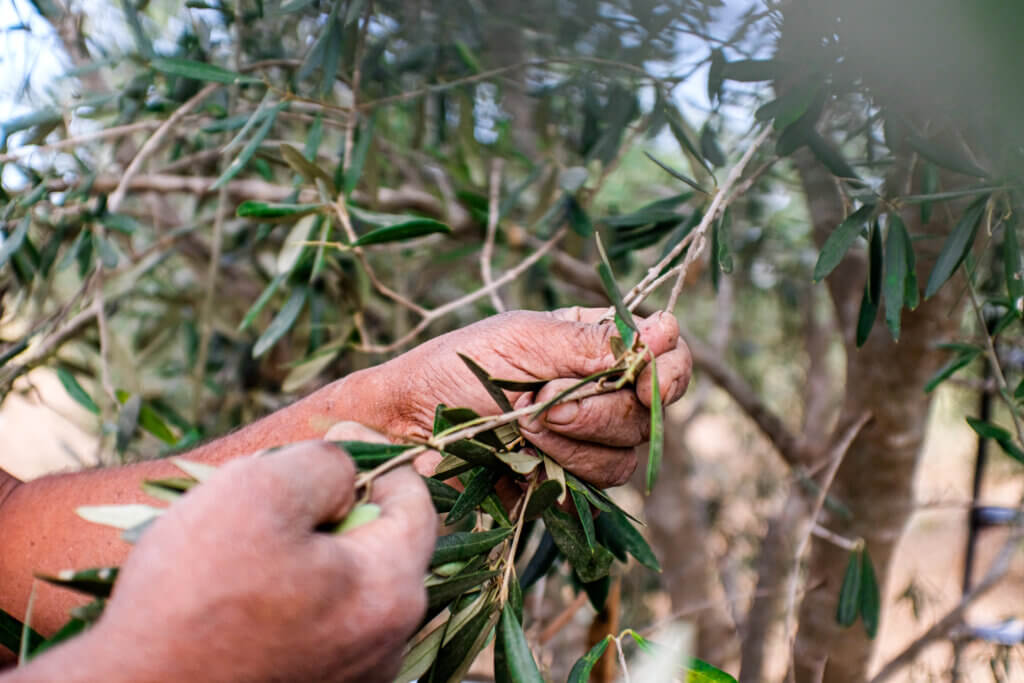 The hands of Abu Firas during harvest on the 17th of October 2021, Beit Hanoun, Gaza