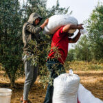 Osama (left), seen assisting Abu Firas in lifting and transporting burlap sacks filled with olives during harvest. Beit Hanoun, Gaza, October 17, 2021