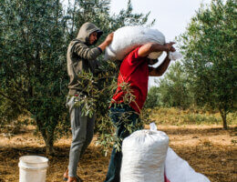 Osama (left), seen assisting Abu Firas in lifting and transporting burlap sacks filled with olives during harvest. Beit Hanoun, Gaza, October 17, 2021