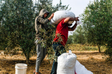 Osama (left), seen assisting Abu Firas in lifting and transporting burlap sacks filled with olives during harvest. Beit Hanoun, Gaza, October 17, 2021