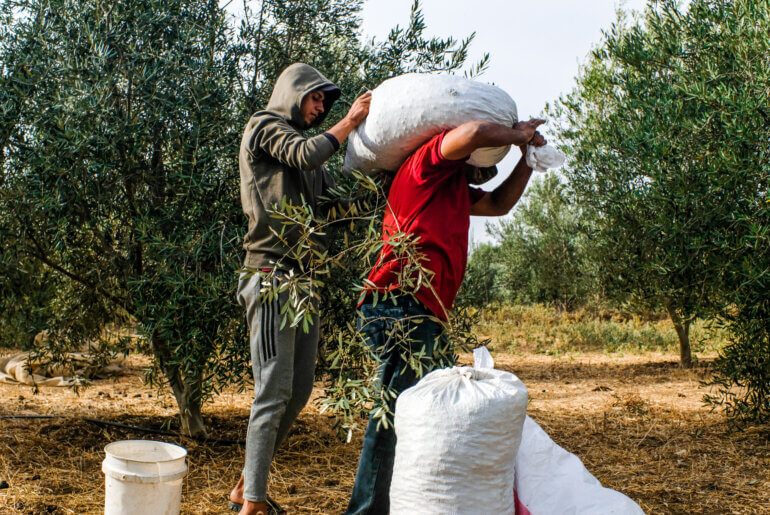 Osama (left), seen assisting Abu Firas in lifting and transporting burlap sacks filled with olives during harvest. Beit Hanoun, Gaza, October 17, 2021
