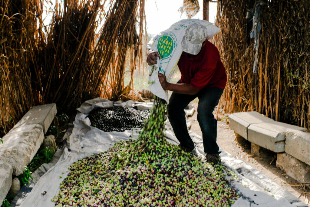 Abu Firas unloading an olive filled burlap sack for sorting before the final step of extraction. October 17, 2021, Beit Hanoun, Gaza