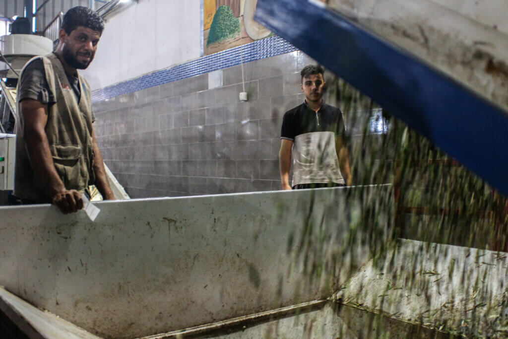 Two workers stand by as a forklift dumps a container of olives on an assembly line in preparation for extraction in Gaza, October 20, 2021