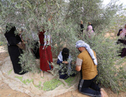 Volunteers help Palestinian farmers and families pick olives during the harvest season in Khan Younis in the southern Gaza Strip on October 3, 2021. (Photo: Ashraf Amra/APA Images)