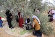 Palestine Letter Preparing For The Olive Harvest Mondoweiss
