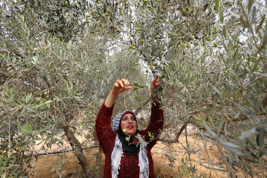 Volunteers help Palestinian farmers and families pick olives during the harvest season in Khan Younis in the southern of Gaza Strip on October 3, 2021. Olive trees perform a crucial historical and cultural role in the Palestinian heritage and national identity. (Photo: Ashraf Amra/APA Images)