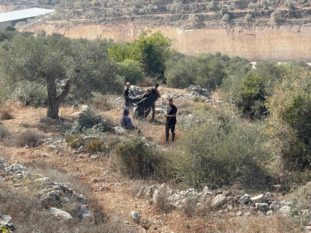Palestinian farmers harvesting their olives in the northern occupied West Bank town of Beita. (Photo: Akram al-Waara)