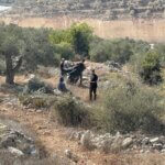 Palestinian farmers harvesting their olives in the northern occupied West Bank town of Beita. (Photo: Akram al-Waara)