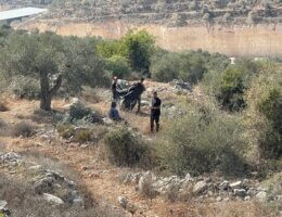 Palestinian farmers harvesting their olives in the northern occupied West Bank town of Beita. (Photo: Akram al-Waara)