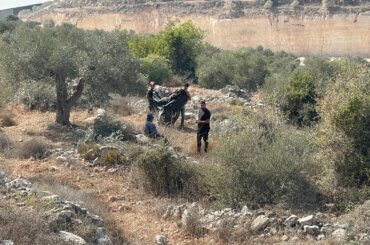 Palestinian farmers harvesting their olives in the northern occupied West Bank town of Beita. (Photo: Akram al-Waara)