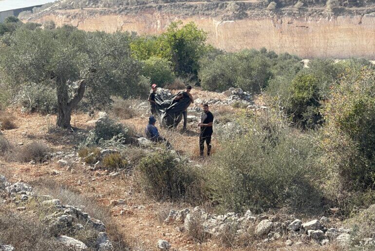 Palestinian farmers harvesting their olives in the northern occupied West Bank town of Beita. (Photo: Akram al-Waara)