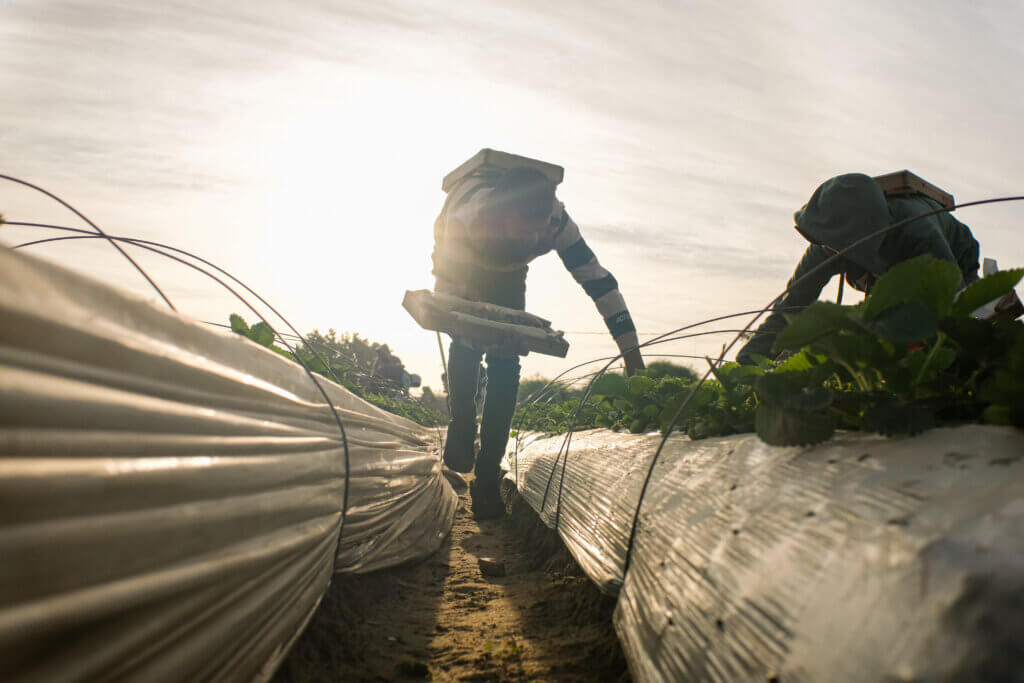 In Beit Lahia, Gaza, two workers are seen harvesting strawberries using two wooden trays, one in their hands the other on their back, December 4, 2021 (Photo: Mahmoud Nasser)