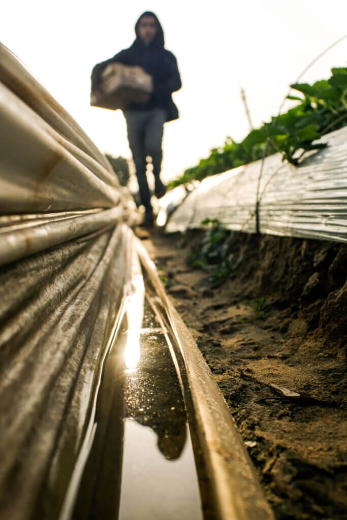 A worker is seen transporting trays full of strawberries to be sorted, packaged, and stored in a cooling facility before final shipping, December 4, 2021 (Photo: Mahmoud Nasser)