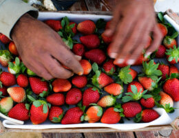 The hands of a worker on the farm neatly organizing strawberries before sorting, Beit Lahia, Gaza, December 4, 2021 (Photo: Mahmoud Nasser)
