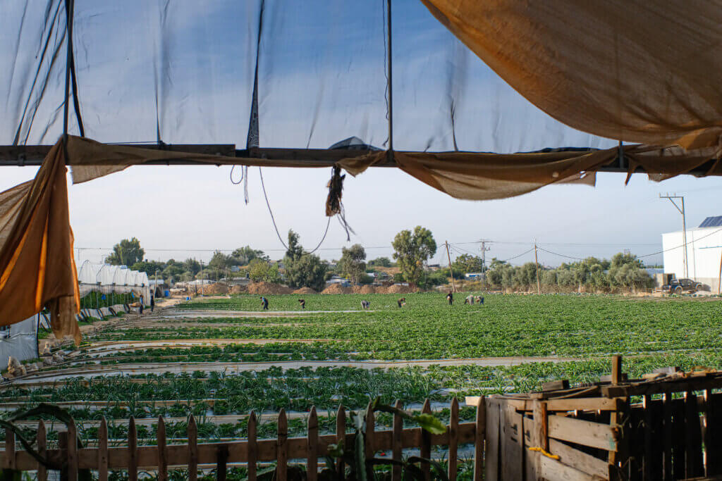 Workers seen harvesting strawberries on an 8 acre farm on the outskirts of Beit Lahia, Gaza. December 4, 2021 (Photo: Mahmoud Nasser)