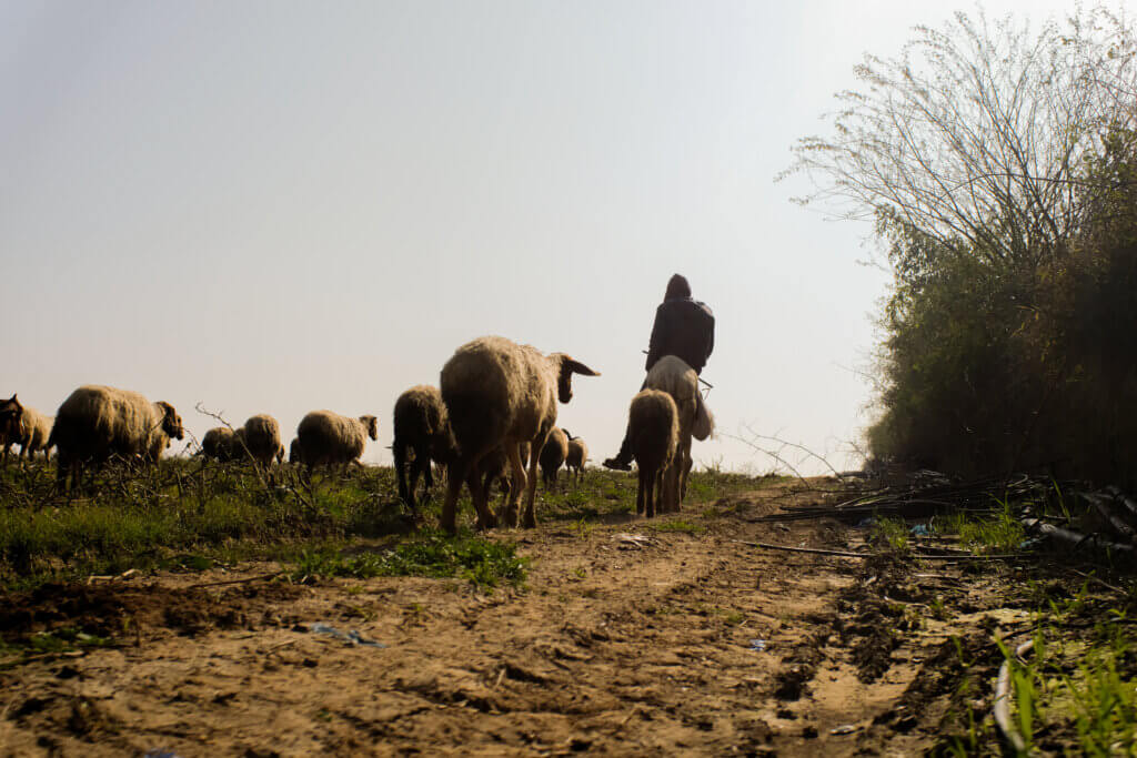A Bedouin shepherd ensures the herd grazes safely without damaging nearby crops in Beit Hanoun, Gaza, February 18, 2022 (Photo: Mahmoud Nasser)