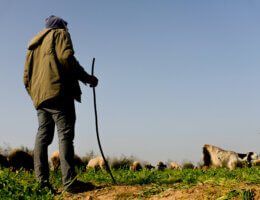 A Bedouin shepherd keeps a watchful eye on his herd ensuring they graze within the allotted land in Beit Hanoun, Gaza, February 18, 2022 (Photo: Mahmoud Nasser)