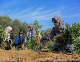 Amani and Nadine Bashir harvest their crops