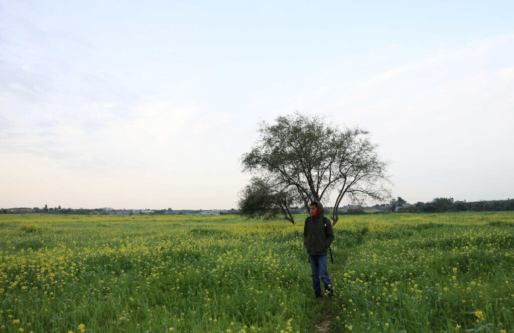 A Palestinian boy walks in a field of wild mustard flowers in Beit Hanoun in the northern Gaza Strip, on March 20, 2022. (Photo: Osama Baba/APA Images)