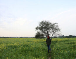 A Palestinian boy walks in a field of wild mustard flowers in Beit Hanoun in the northern Gaza Strip, on March 20, 2022. (Photo: Osama Baba/APA Images)