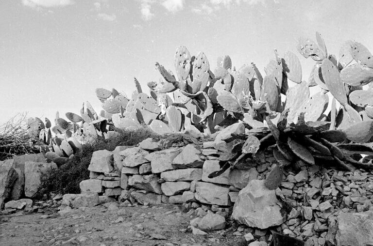 Bullet-pierced cactus plants outside Deir Yassin (Photo courtesy of Dina Elmuti)
