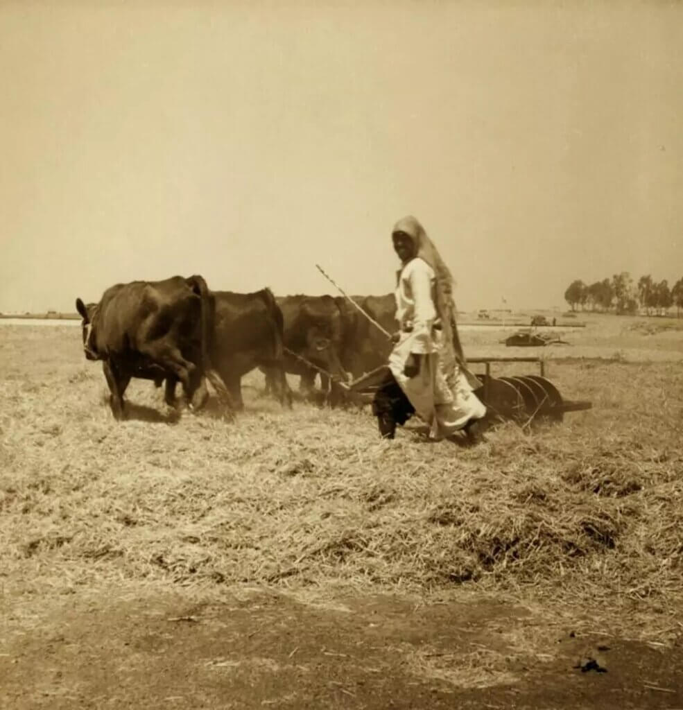 Black-and-white photo depicting a Palestinian farmer operating a threshing chariot pulled by oxen, in a field in al-Ramleh in 1938.