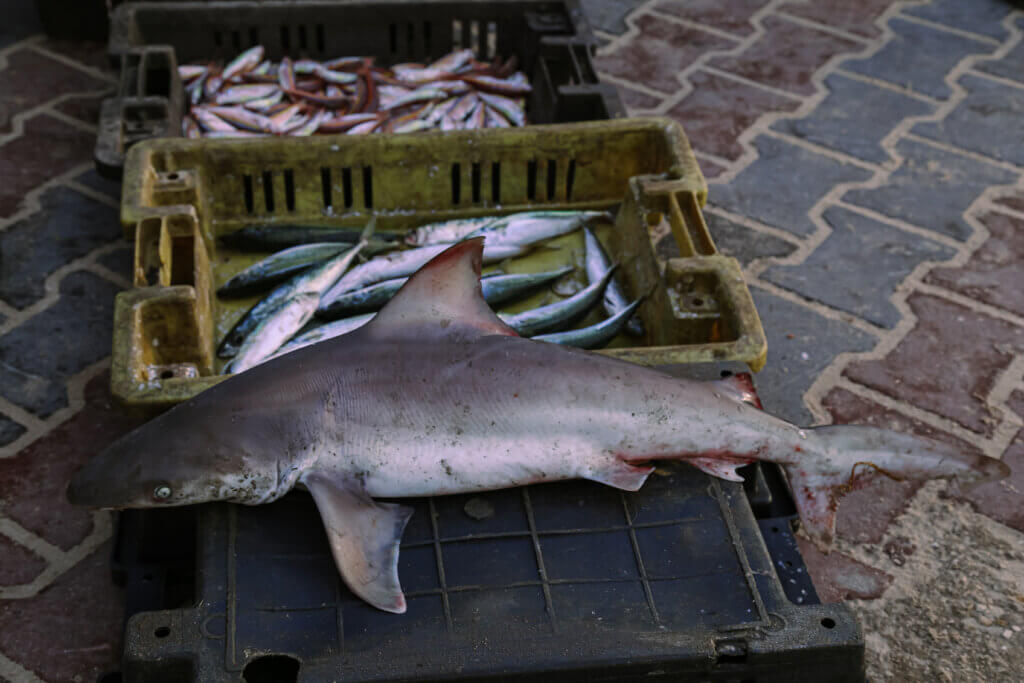 Baby shark caught off Gaza's coast, displayed next to other fish in the Gaza sea port.