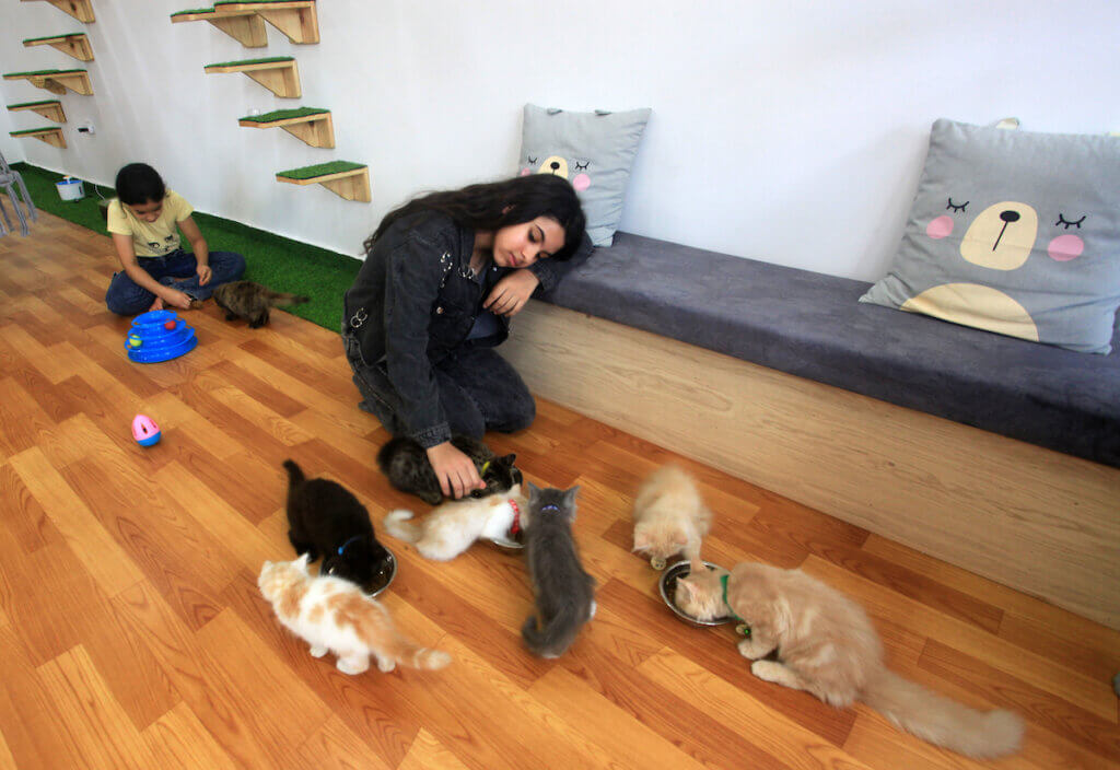 Children play with a group of kittens in a cafe in Gaza called "Cat Meow Cafe"