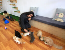 Children play with a group of kittens in a cafe in Gaza called "Cat Meow Cafe"