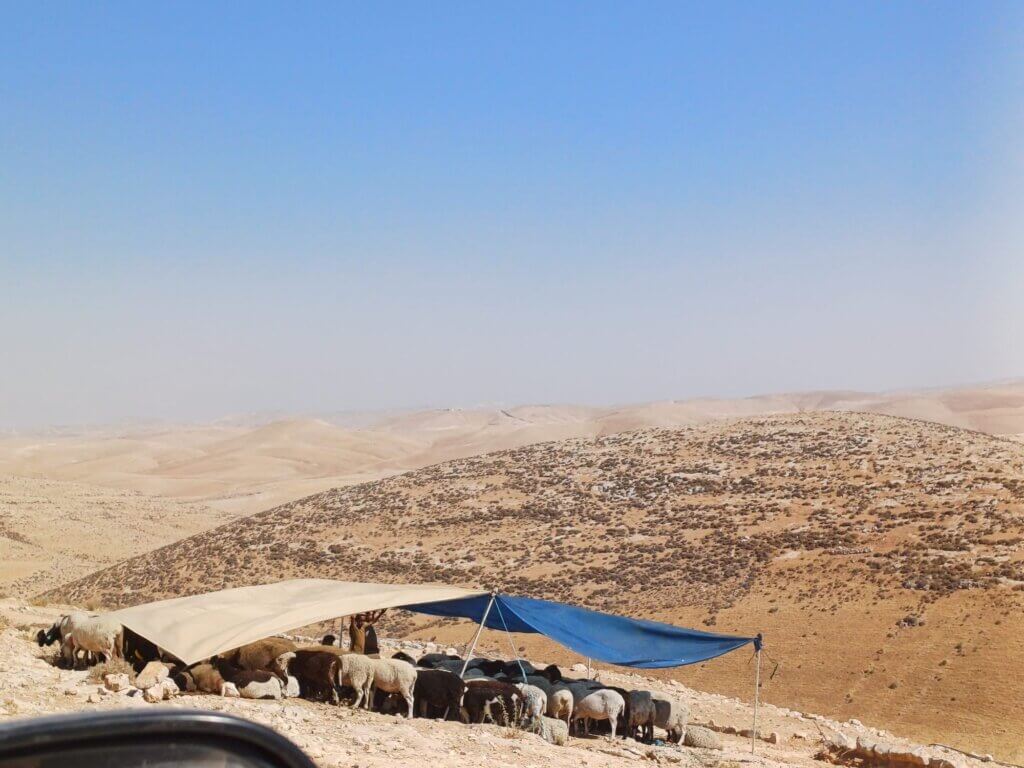 A picture of an Israeli herding outpost in Masafer Ya tta, depicting a flock of sheep under a makeshift ten, with the rolling South Hebron Hills in the background.