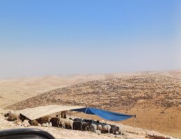 A picture of an Israeli herding outpost in Masafer Ya tta, depicting a flock of sheep under a makeshift ten, with the rolling South Hebron Hills in the background.