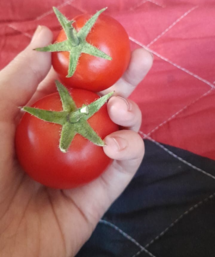 The tomatoes grown by Soha Ahmed Hamdouna's family.