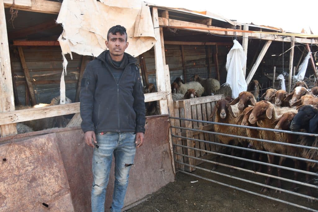 A shepherd in Mukhmas. (Photo: Jessica Buxbaum)