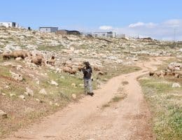 Settler grazing in Mukhmas. (Photo: Jessica Buxbaum)