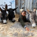 Donkeys feed on clover, in the Zeitoun neighborhood, east of Gaza, on December 5, 2020. (Photo: Mahmoud Ajjour/APA Images)